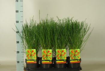 Cytisus lena c 1 5 ltr (2)