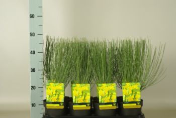 Cytisus scop vanesse c1 5 ltr (1)