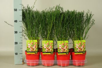 Cytisus maria burkwood gekl pot (1)