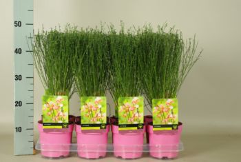 Cytisus zeelandia gekl pot (1)