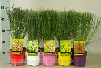 Cytisus gekleurde potten mix (3)