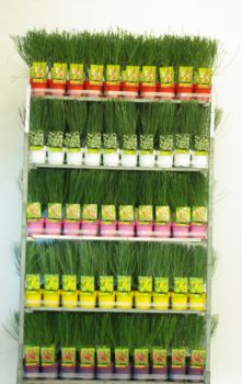 Mix cc cytisus kleurpot