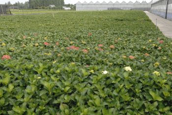 Hydrangea veld