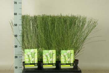 Cytisus White Lion C2,5