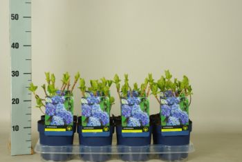 Hydrangea blauw
