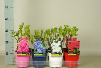 Hydrangea mix geleurde pot 14