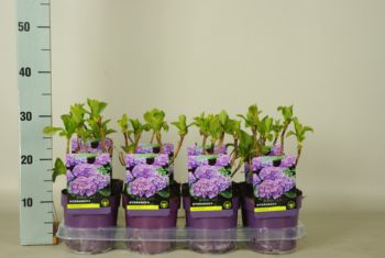 Hydrangea paars p 14