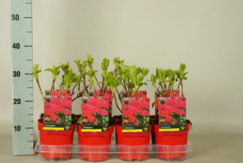 Hydrangea rood p14