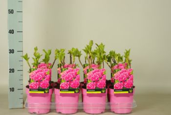 Hydrangea rose p14