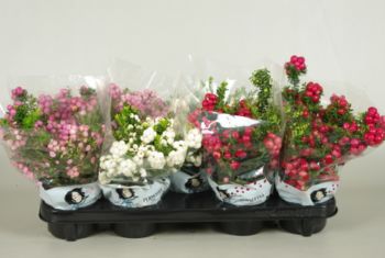 pernettya mucr. p12 mix in hoes