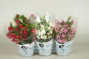 pernettya mucr. p12 mix in transparante tray.