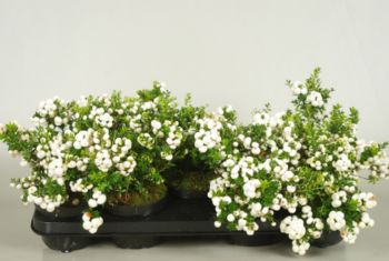 pernettya mucr. p12 wit