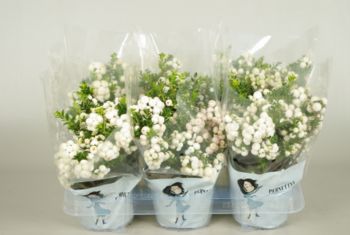 pernettya mucr. p12 wit in transparante tray
